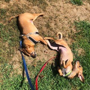 Meet your Posher, Meagan